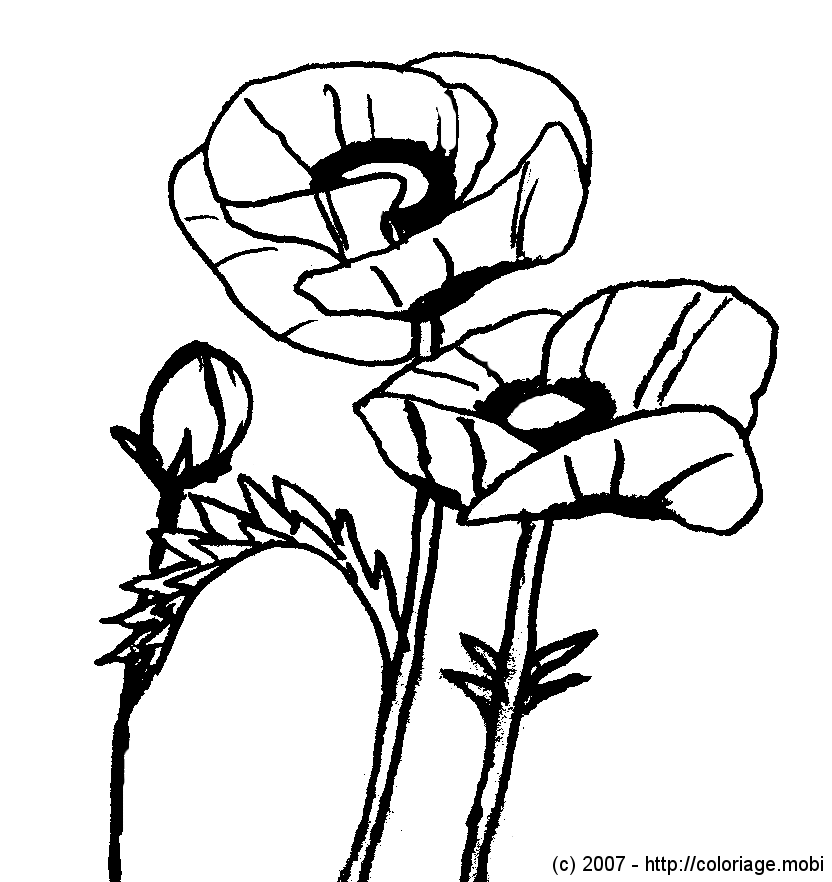 Coloring page: Poppy (Nature) #162435 - Free Printable Coloring Pages