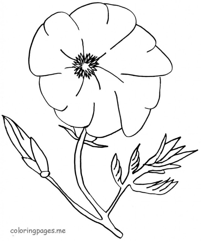 Coloring page: Poppy (Nature) #162436 - Free Printable Coloring Pages
