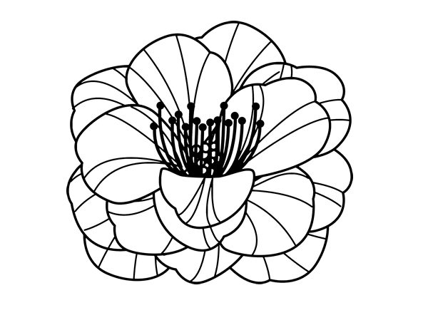 Coloring page: Poppy (Nature) #162437 - Free Printable Coloring Pages