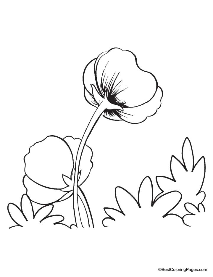 Coloring page: Poppy (Nature) #162439 - Free Printable Coloring Pages