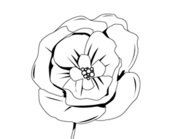 Coloring page: Poppy (Nature) #162440 - Free Printable Coloring Pages