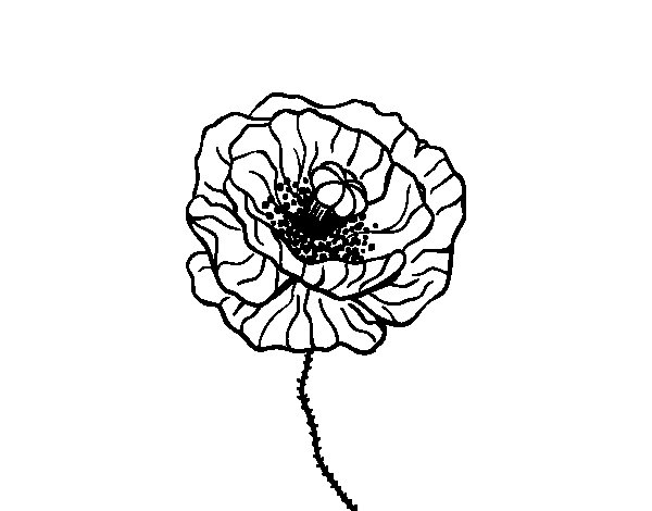 Coloring page: Poppy (Nature) #162443 - Free Printable Coloring Pages