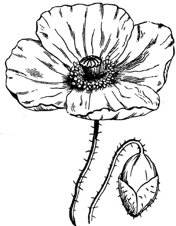 Coloring page: Poppy (Nature) #162446 - Free Printable Coloring Pages