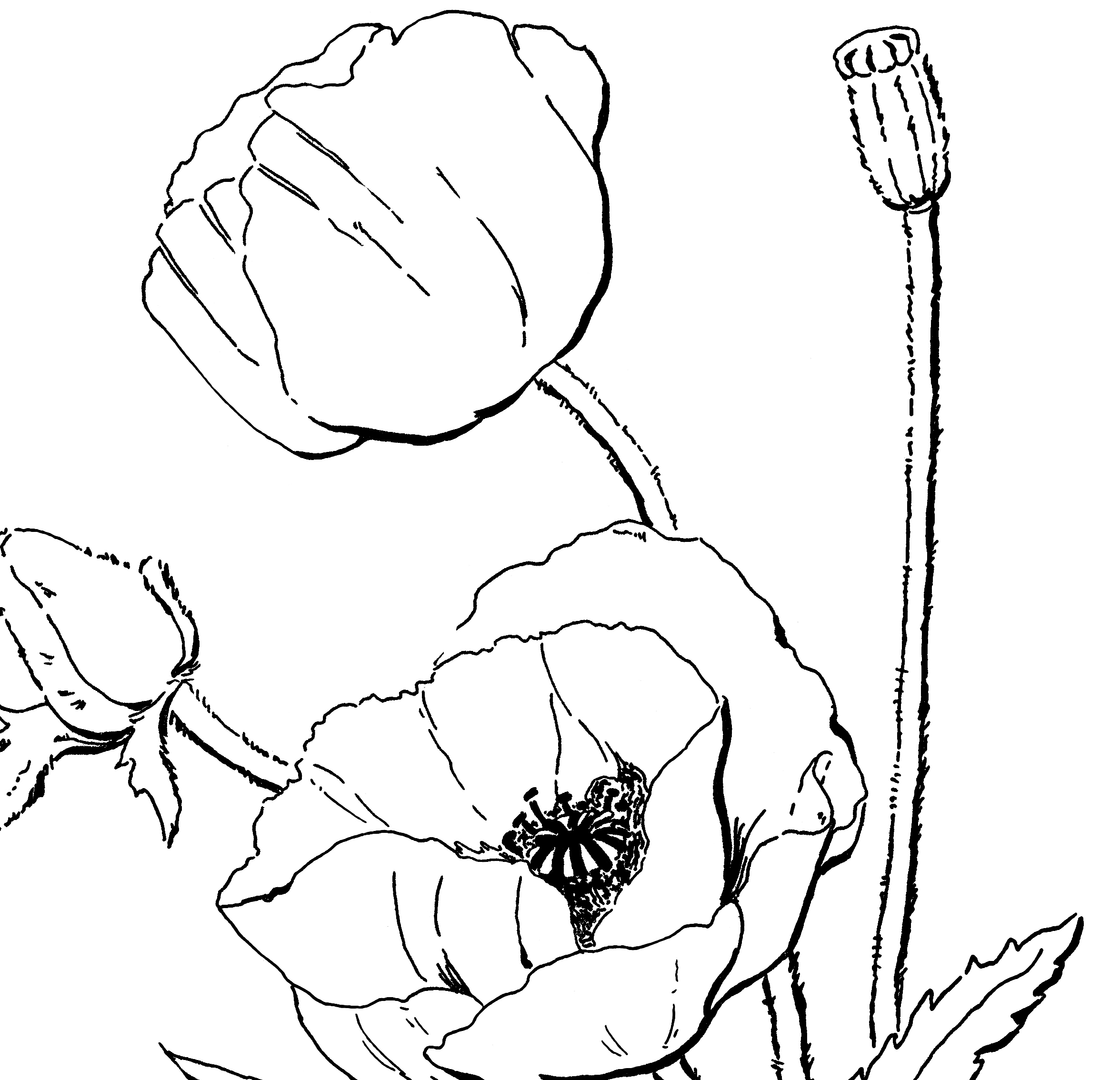 Coloring page: Poppy (Nature) #162449 - Free Printable Coloring Pages