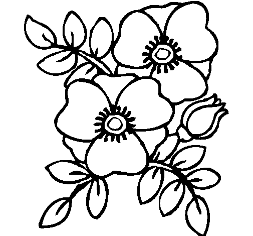 Coloring page: Poppy (Nature) #162451 - Free Printable Coloring Pages