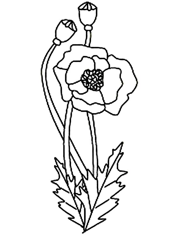 Coloring page: Poppy (Nature) #162463 - Free Printable Coloring Pages