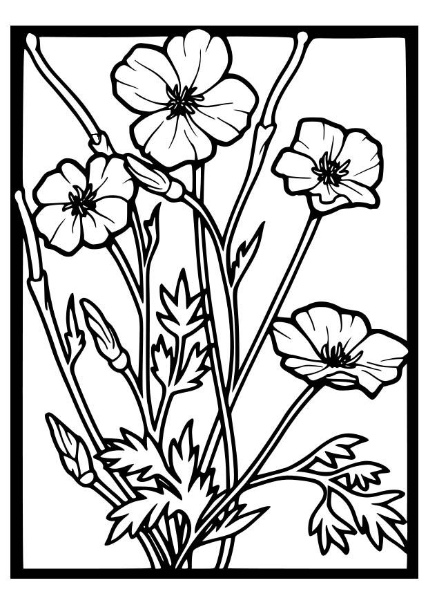 Coloring page: Poppy (Nature) #162470 - Free Printable Coloring Pages