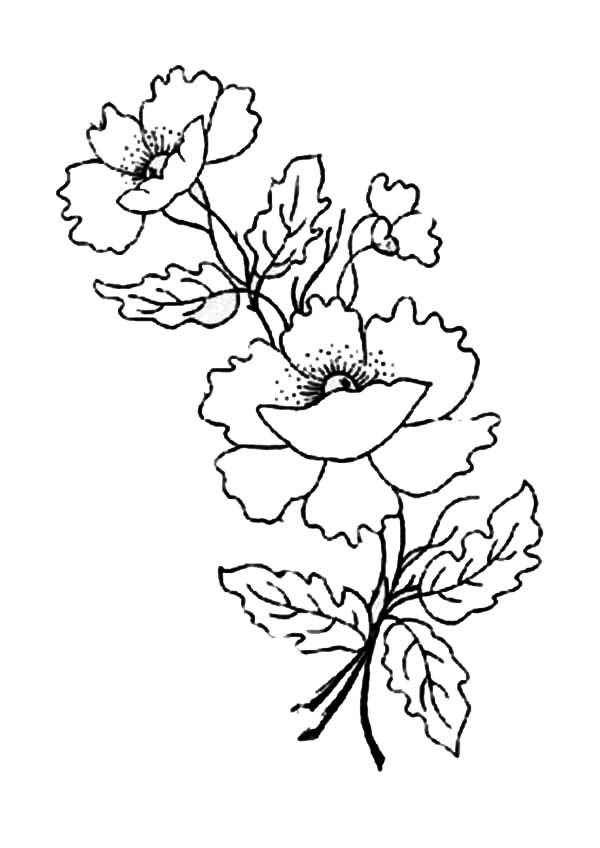 Coloring page: Poppy (Nature) #162481 - Free Printable Coloring Pages