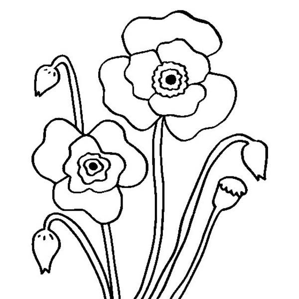 Coloring page: Poppy (Nature) #162489 - Free Printable Coloring Pages