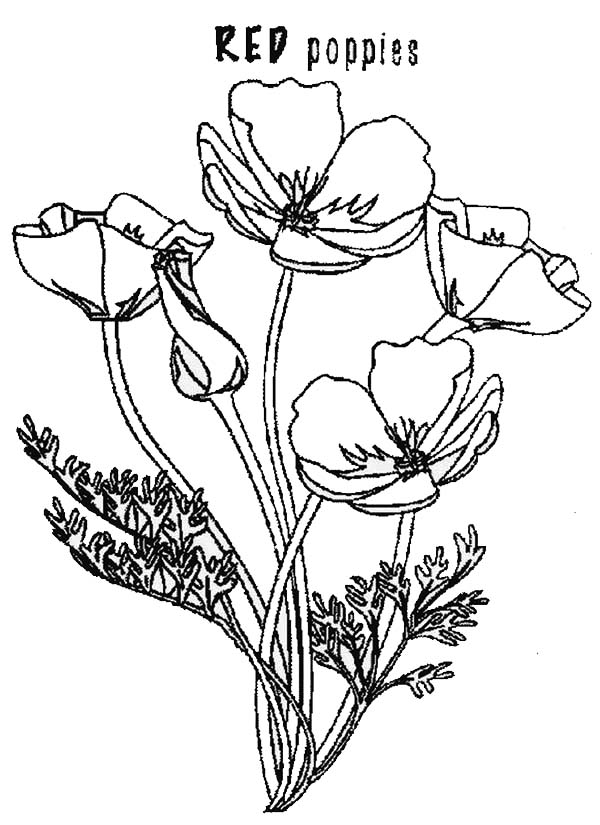 Coloring page: Poppy (Nature) #162492 - Free Printable Coloring Pages