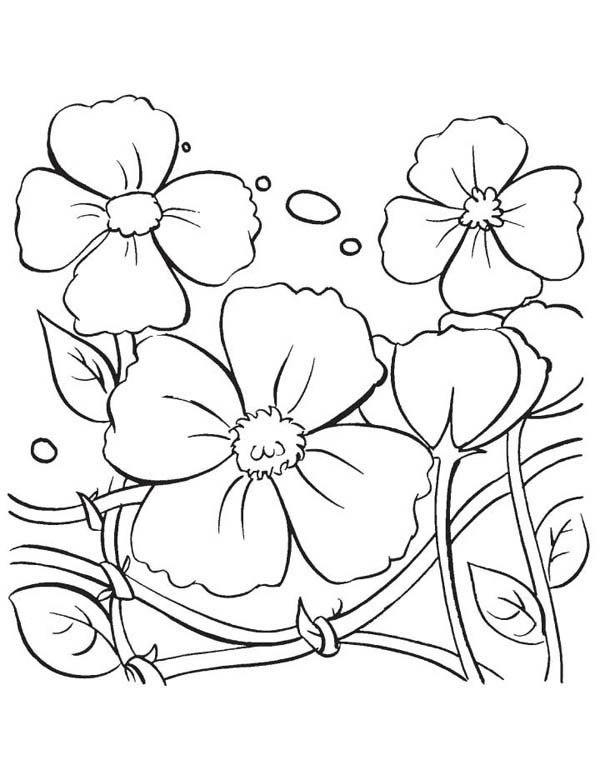 Coloring page: Poppy (Nature) #162509 - Free Printable Coloring Pages