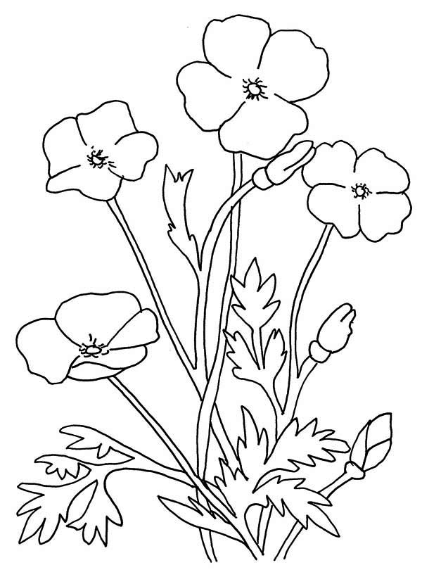 Coloring page: Poppy (Nature) #162512 - Free Printable Coloring Pages