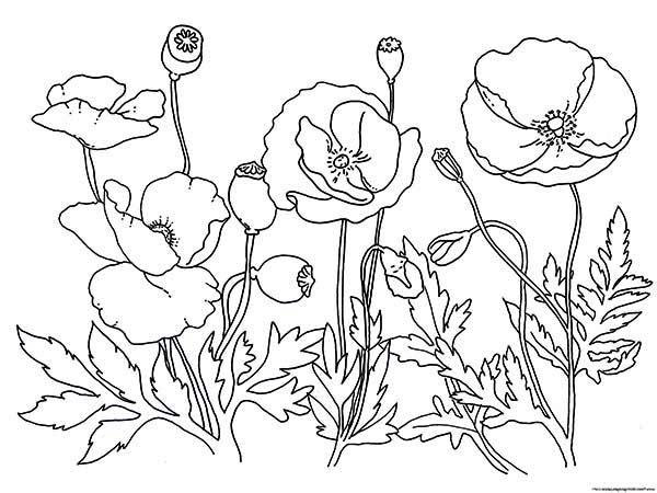 Coloring page: Poppy (Nature) #162513 - Free Printable Coloring Pages