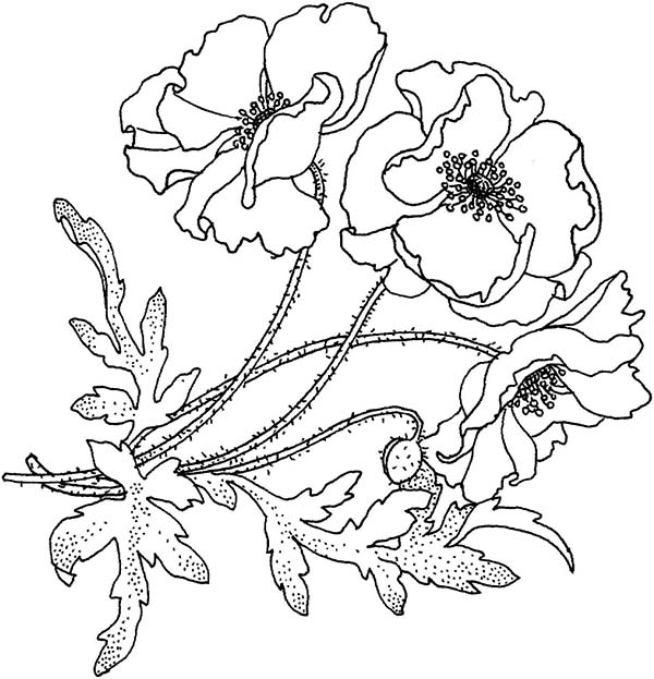 Coloring page: Poppy (Nature) #162519 - Free Printable Coloring Pages