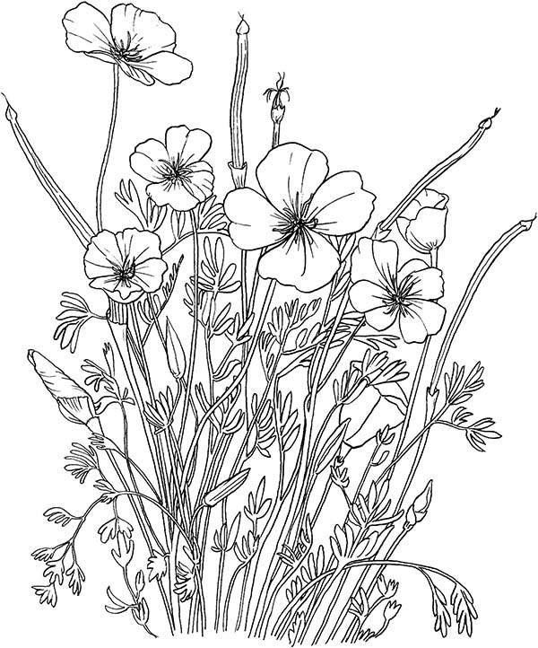 Coloring page: Poppy (Nature) #162521 - Free Printable Coloring Pages