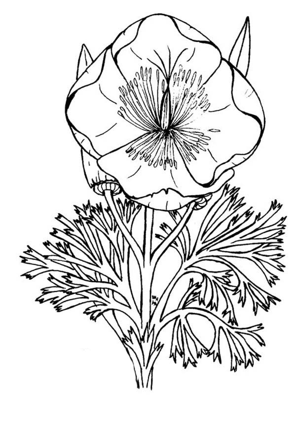 Coloring page: Poppy (Nature) #162528 - Free Printable Coloring Pages