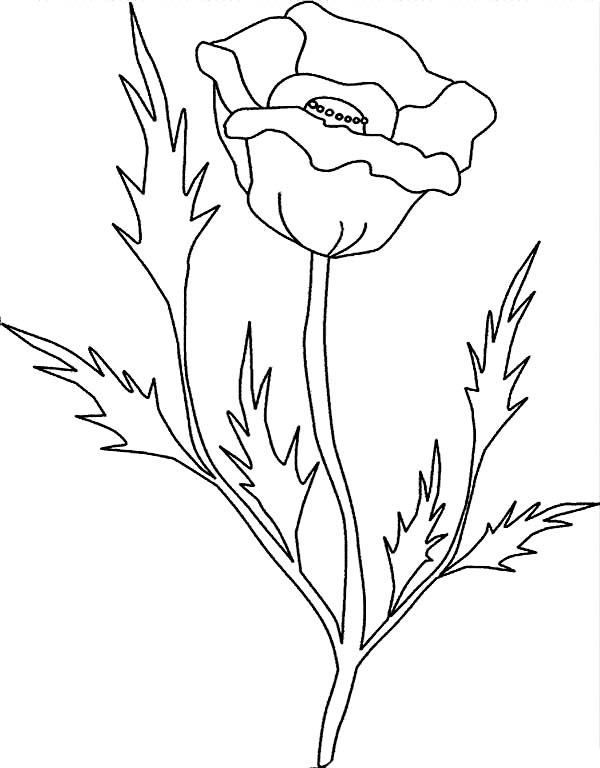 Coloring page: Poppy (Nature) #162529 - Free Printable Coloring Pages