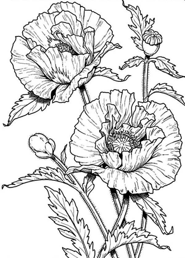 Coloring page: Poppy (Nature) #162535 - Free Printable Coloring Pages