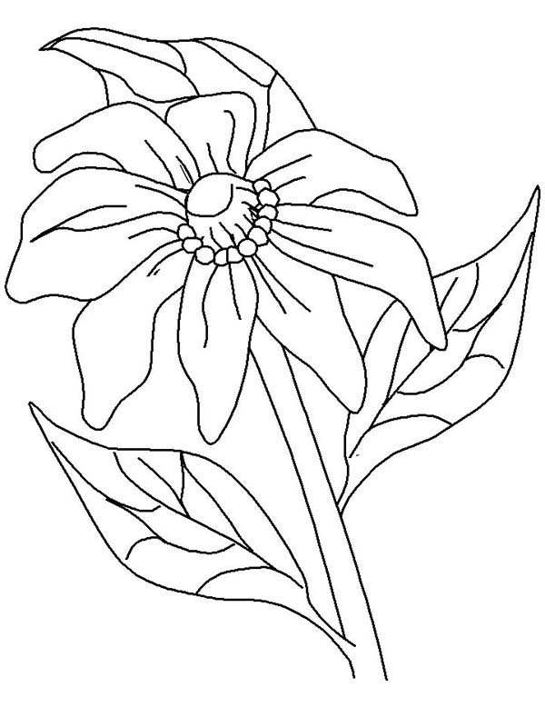 Coloring page: Poppy (Nature) #162550 - Free Printable Coloring Pages