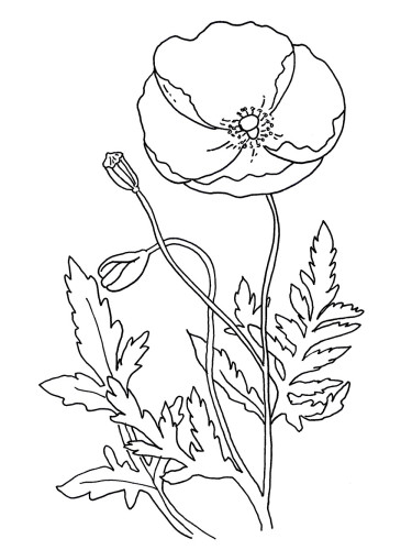 Coloring page: Poppy (Nature) #162573 - Free Printable Coloring Pages