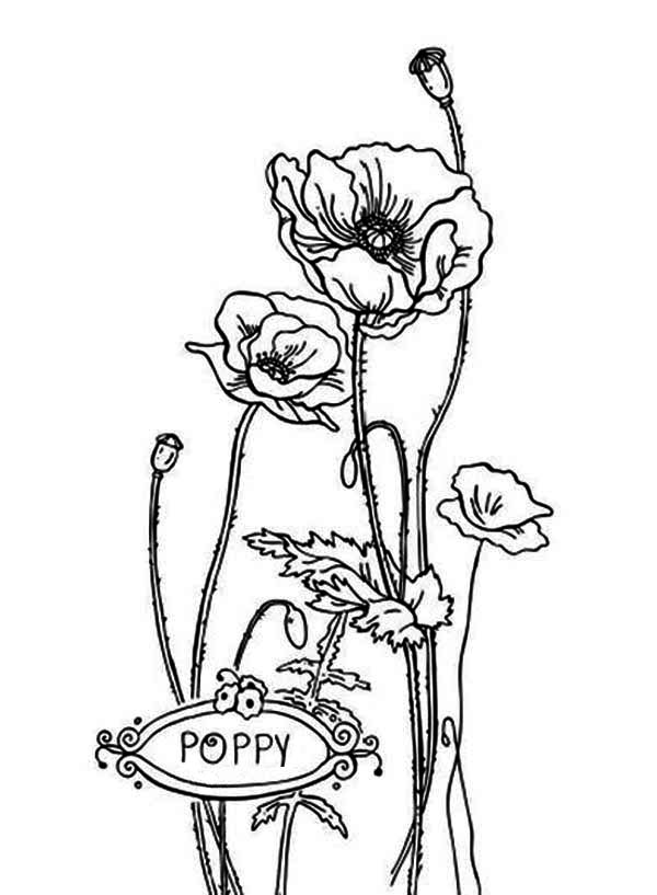 Coloring page: Poppy (Nature) #162574 - Free Printable Coloring Pages