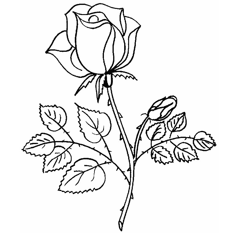 Coloring page: Roses (Nature) #161867 - Free Printable Coloring Pages