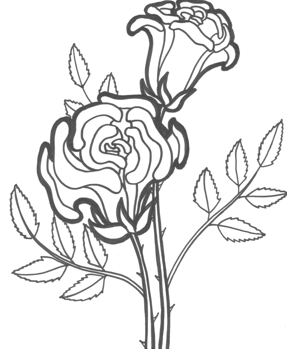 drawing roses 161879 nature printable coloring pages