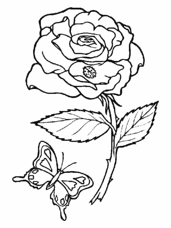 Coloring page: Roses (Nature) #161885 - Free Printable Coloring Pages
