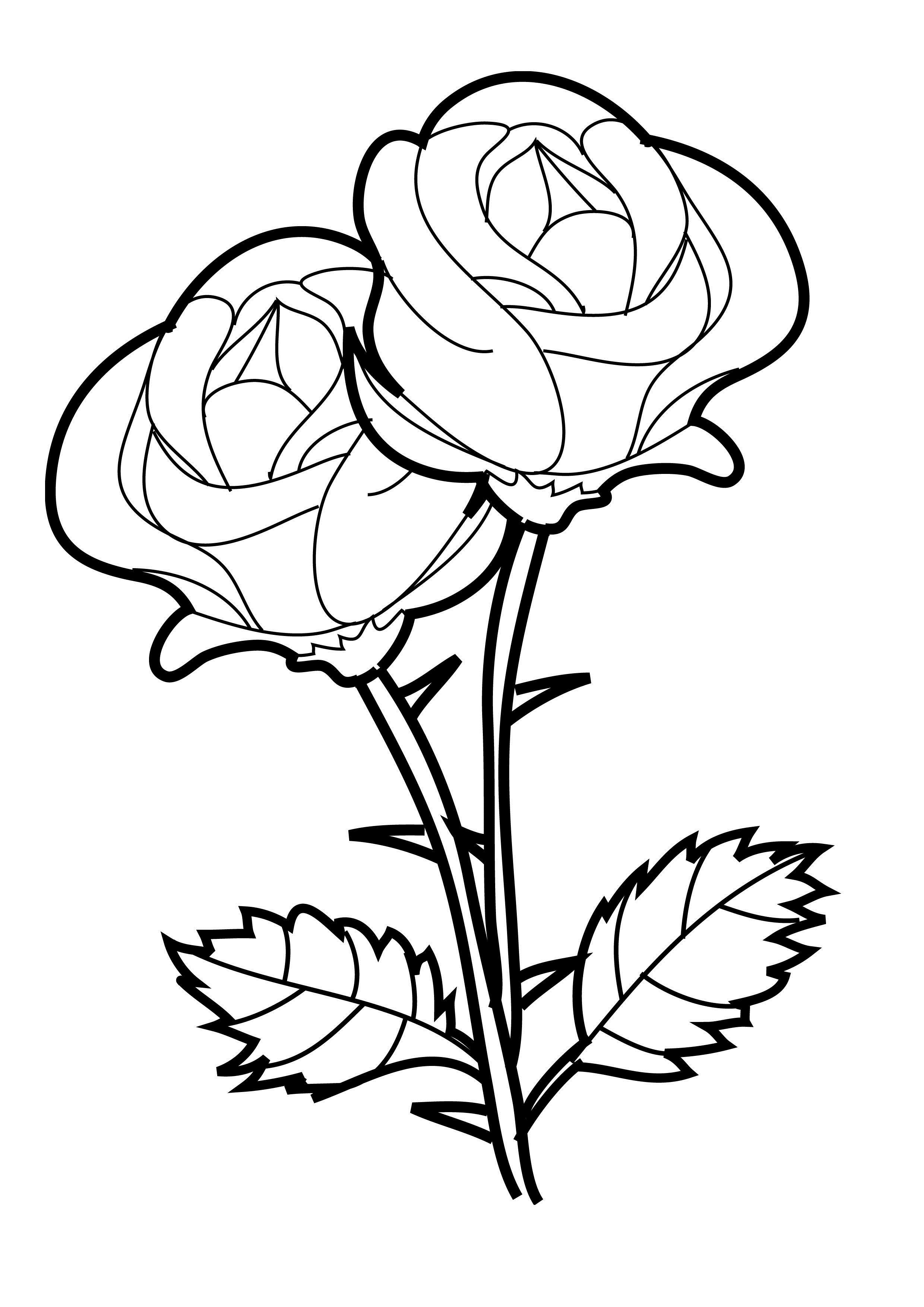 Beautiful hand drawn sketch rose, isolated black contour on white  background. Botanical silhouette of flower Vector illustration Stock Vector  Image & Art - Alamy