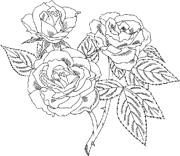 Coloring page: Roses (Nature) #161913 - Free Printable Coloring Pages
