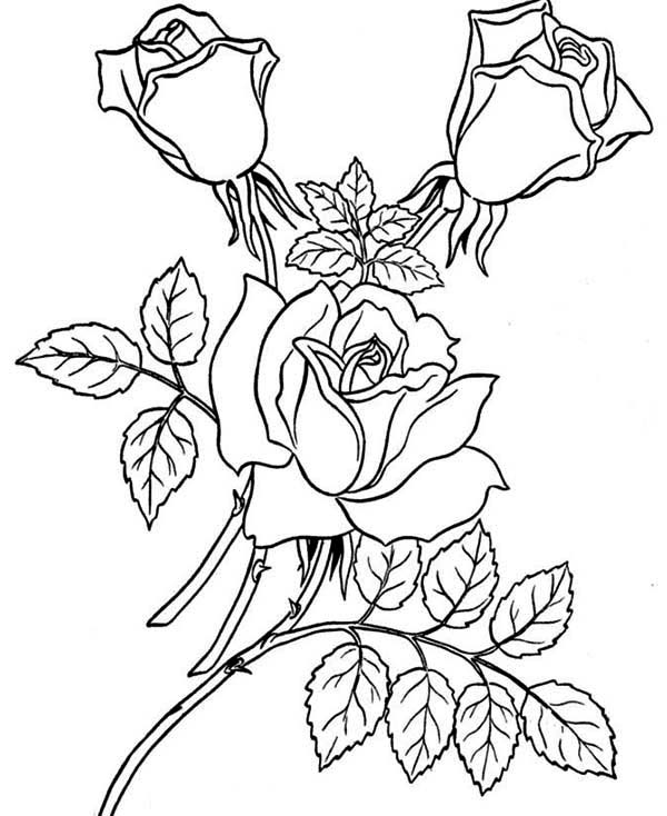 Coloring page: Roses (Nature) #161918 - Free Printable Coloring Pages