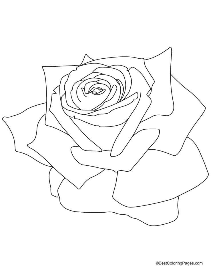 Coloring page: Roses (Nature) #161938 - Free Printable Coloring Pages