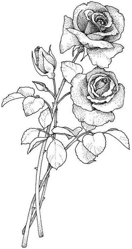 Coloring page: Roses (Nature) #161948 - Free Printable Coloring Pages