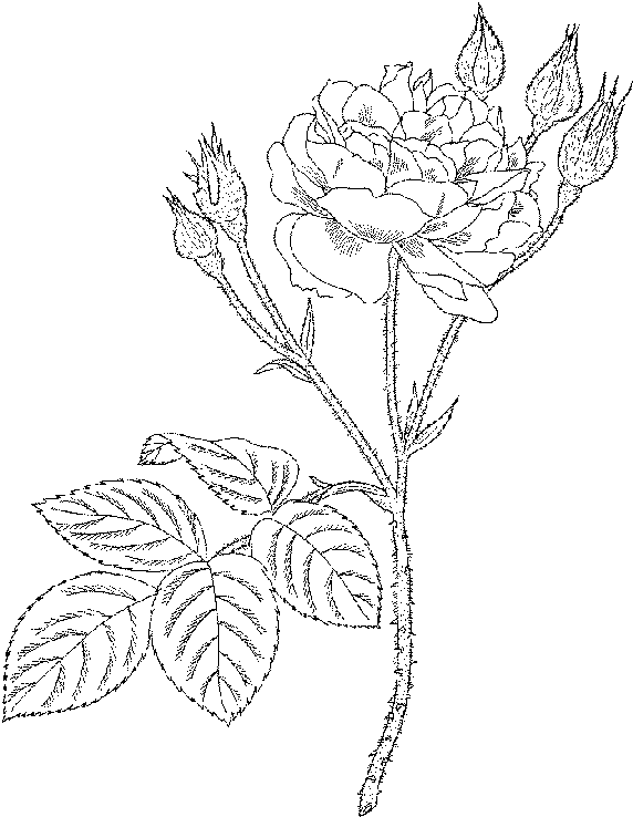 Coloring page: Roses (Nature) #161953 - Free Printable Coloring Pages