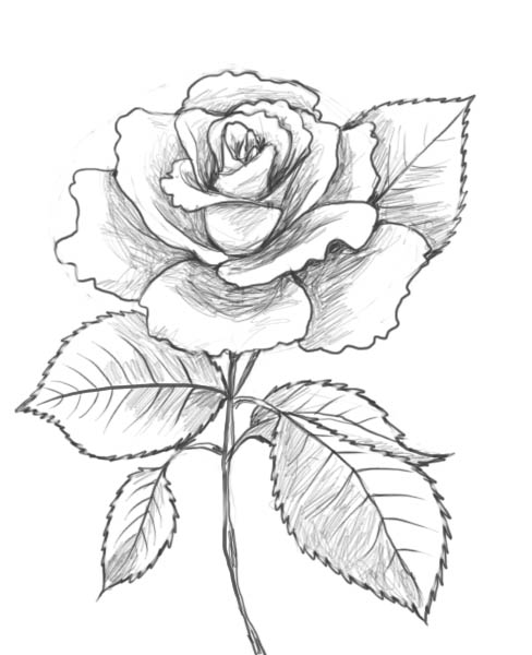 Coloring page: Roses (Nature) #161955 - Free Printable Coloring Pages