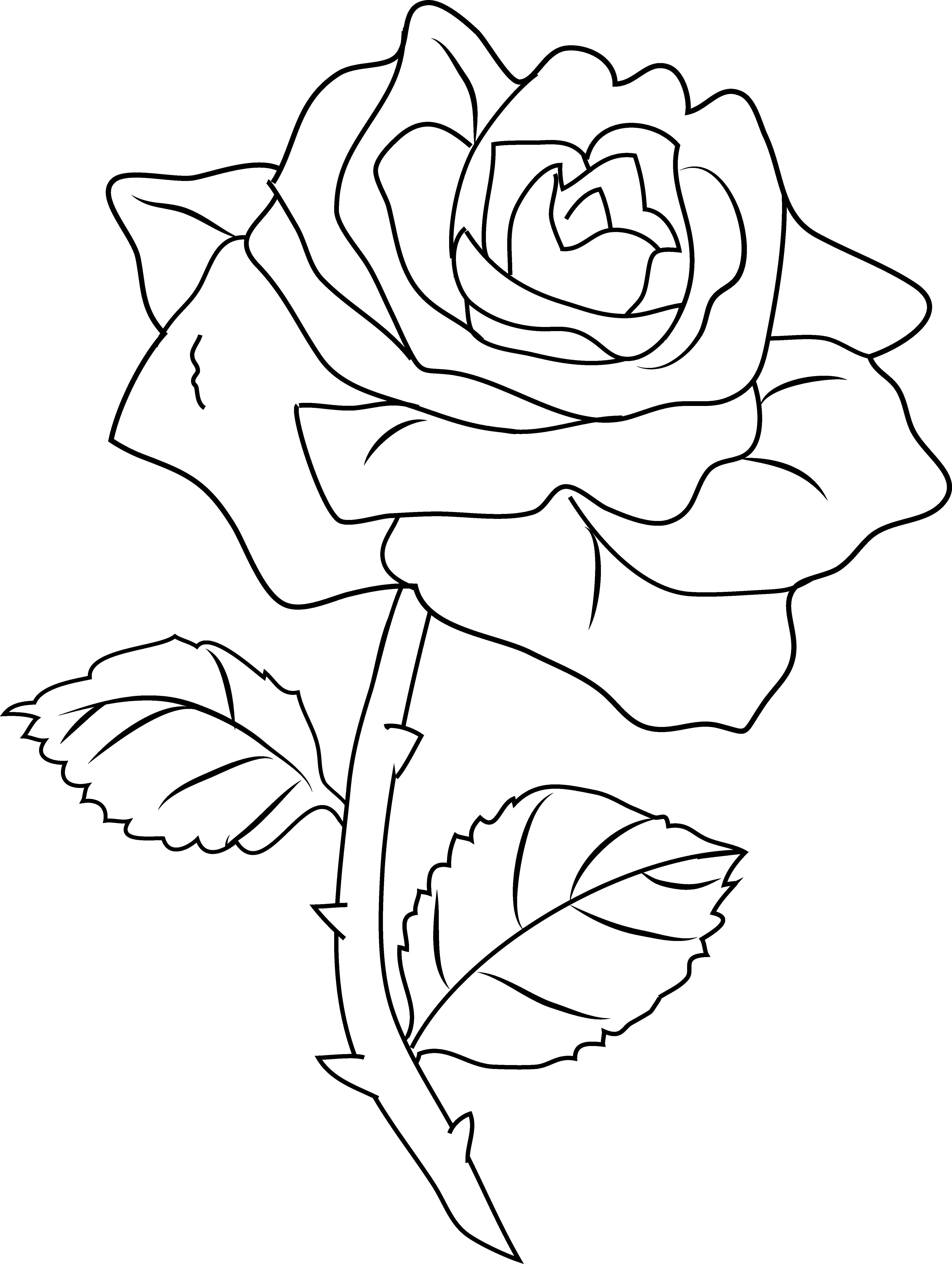 rose coloring pages