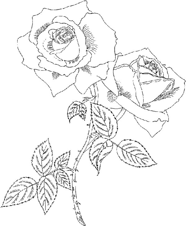Coloring page: Roses (Nature) #161977 - Free Printable Coloring Pages