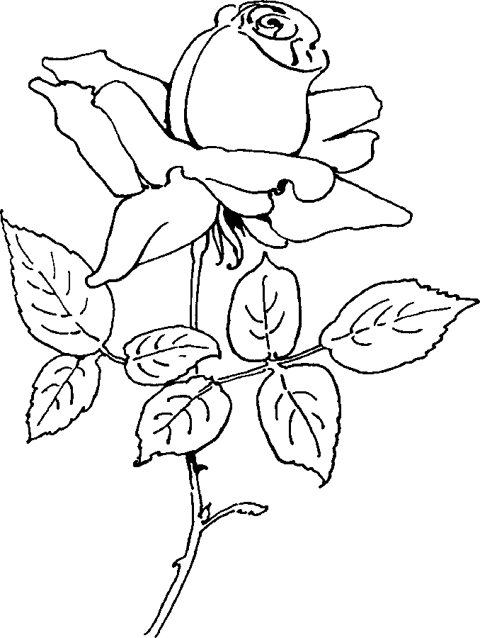 Coloring page: Roses (Nature) #161981 - Free Printable Coloring Pages
