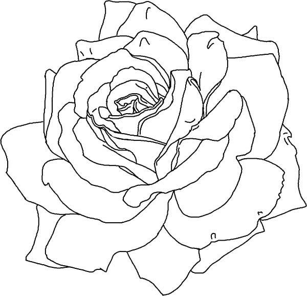 Coloring page: Roses (Nature) #161983 - Free Printable Coloring Pages