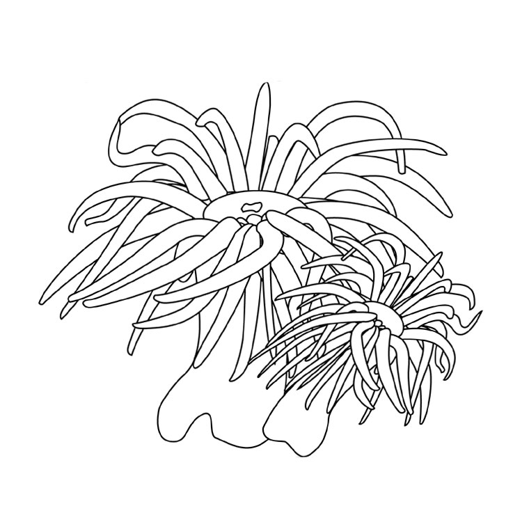 Coloring page: Seabed (Nature) #160113 - Free Printable Coloring Pages