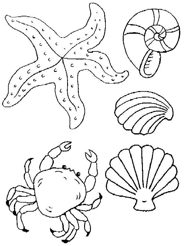 Coloring page: Shell (Nature) #163140 - Free Printable Coloring Pages