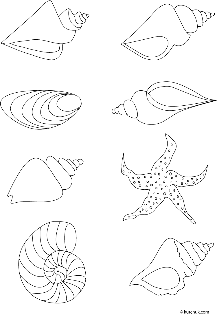 Coloring page: Shell (Nature) #163144 - Free Printable Coloring Pages