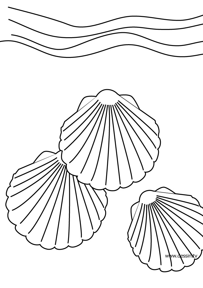 Coloring page: Shell (Nature) #163146 - Free Printable Coloring Pages