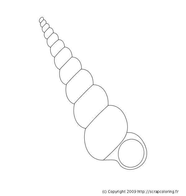 Coloring page: Shell (Nature) #163150 - Free Printable Coloring Pages