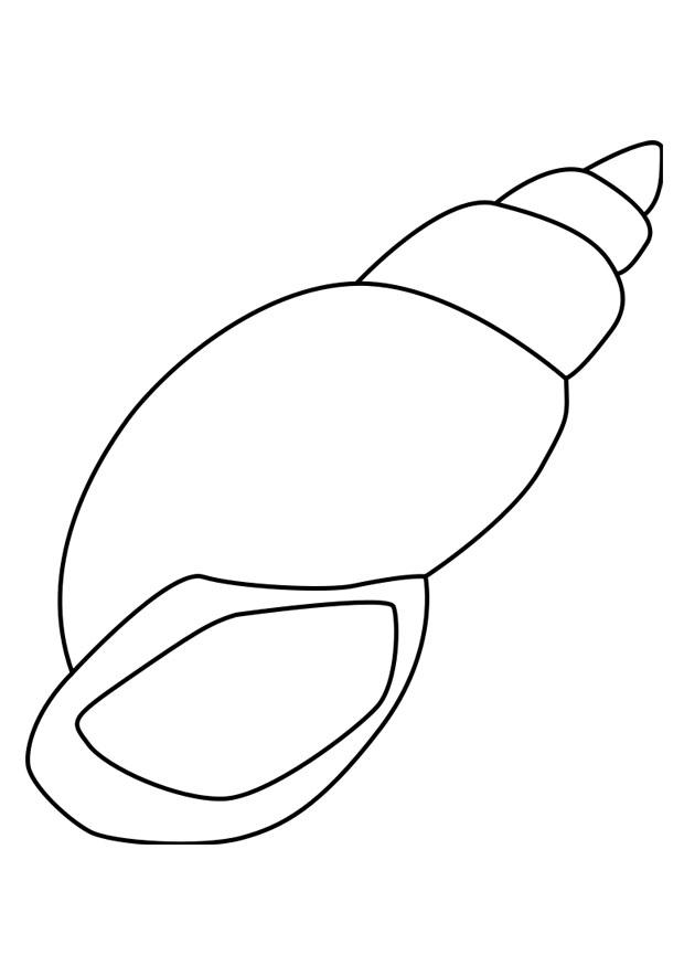 Coloring page: Shell (Nature) #163153 - Free Printable Coloring Pages
