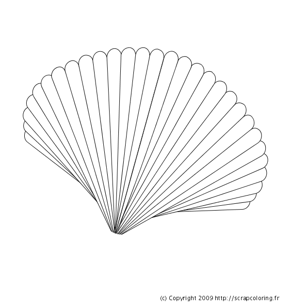 Coloring page: Shell (Nature) #163154 - Free Printable Coloring Pages