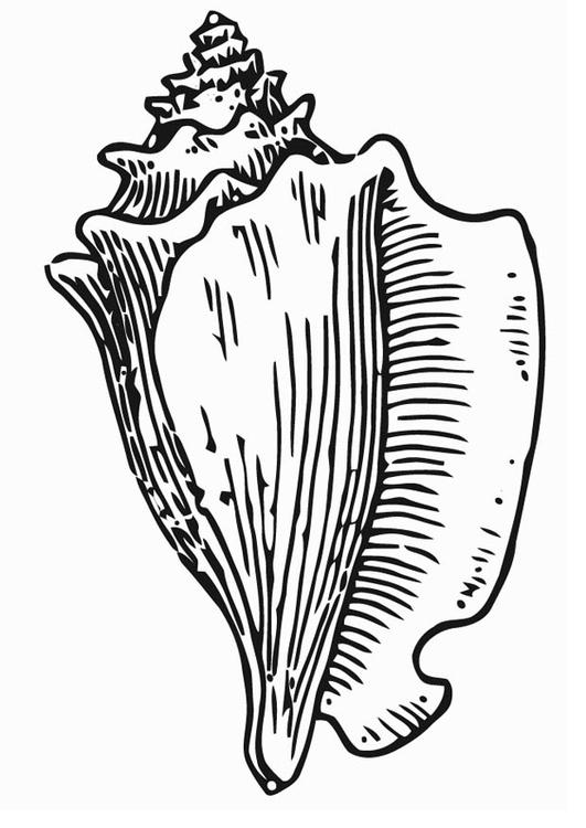 Coloring page: Shell (Nature) #163166 - Free Printable Coloring Pages