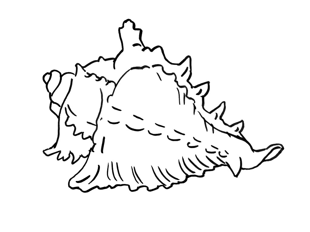 Coloring page: Shell (Nature) #163167 - Free Printable Coloring Pages