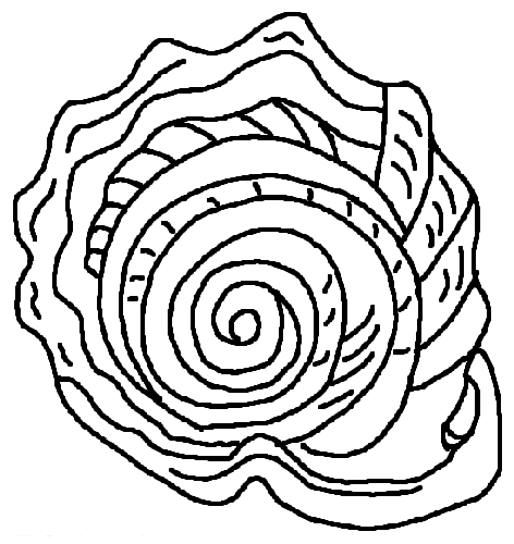 Coloring page: Shell (Nature) #163173 - Free Printable Coloring Pages