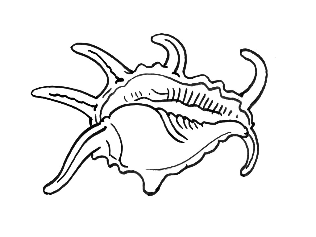 Coloring page: Shell (Nature) #163179 - Free Printable Coloring Pages